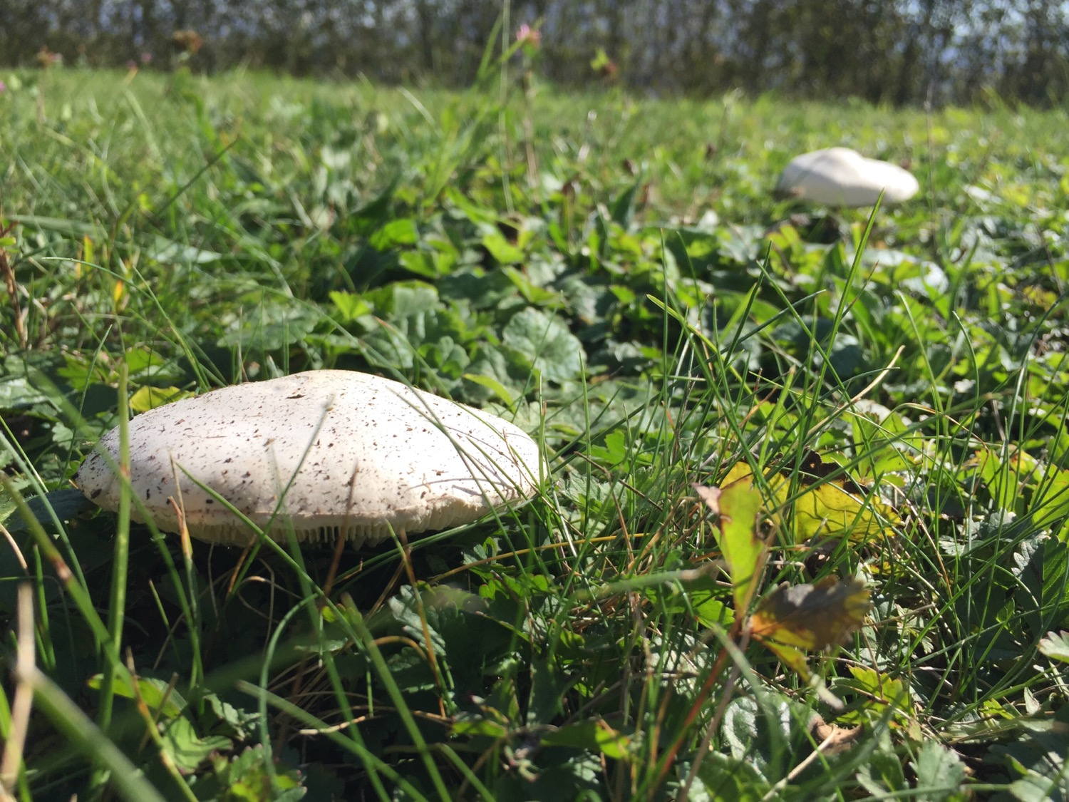Autumn is starting (two mushrooms in our lawn).
