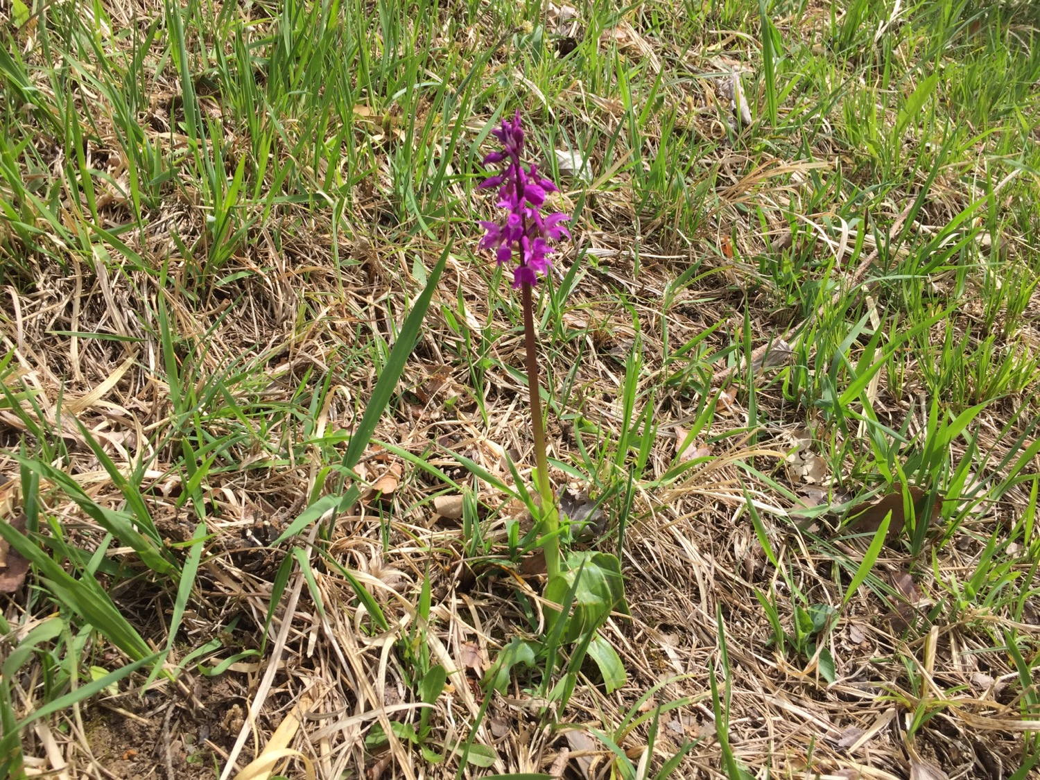 A wild Orchid.
