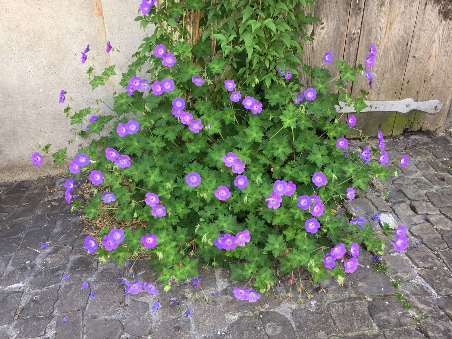 Found some beautiful flowers on our way to the children doctor.
