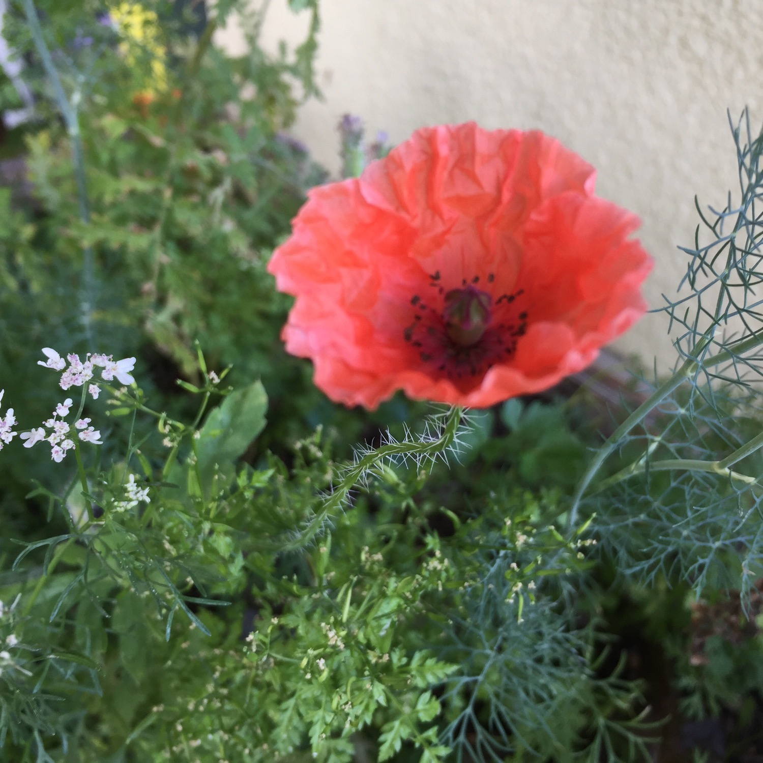 A red flower in my flower bed. No idea what it&rsquo;s name is, but I like it.
