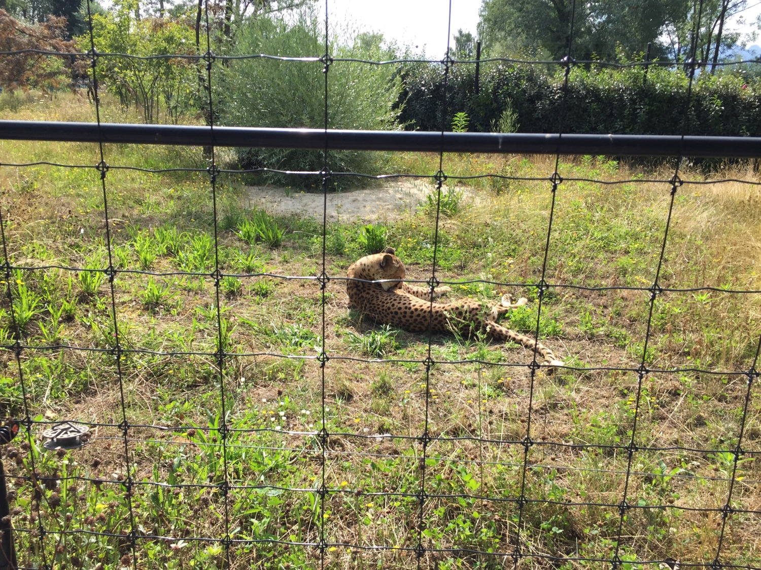 I have never seen a Cheetah from such a short distance.
