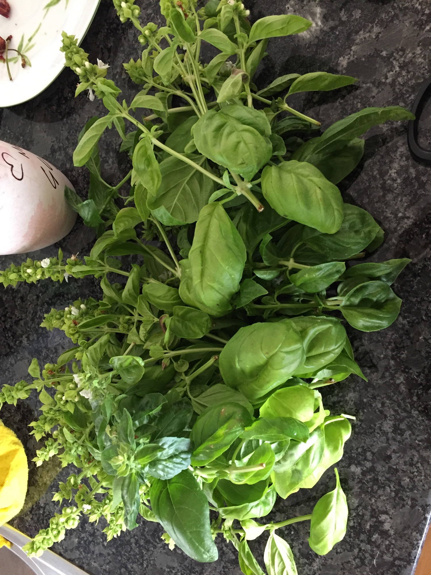 Harvesting fresh Basil.
