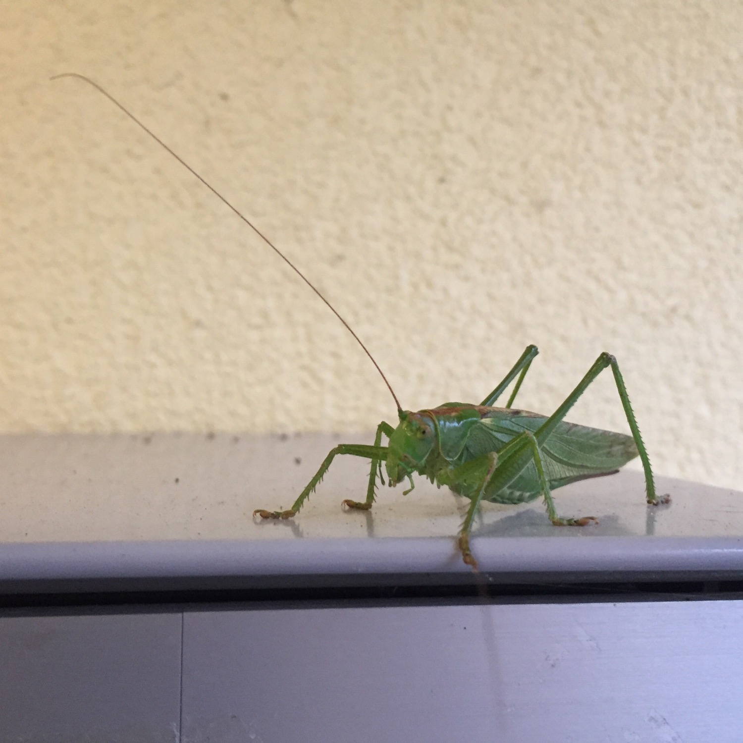 House Guardian. A grasshopper on top of our letter box.
