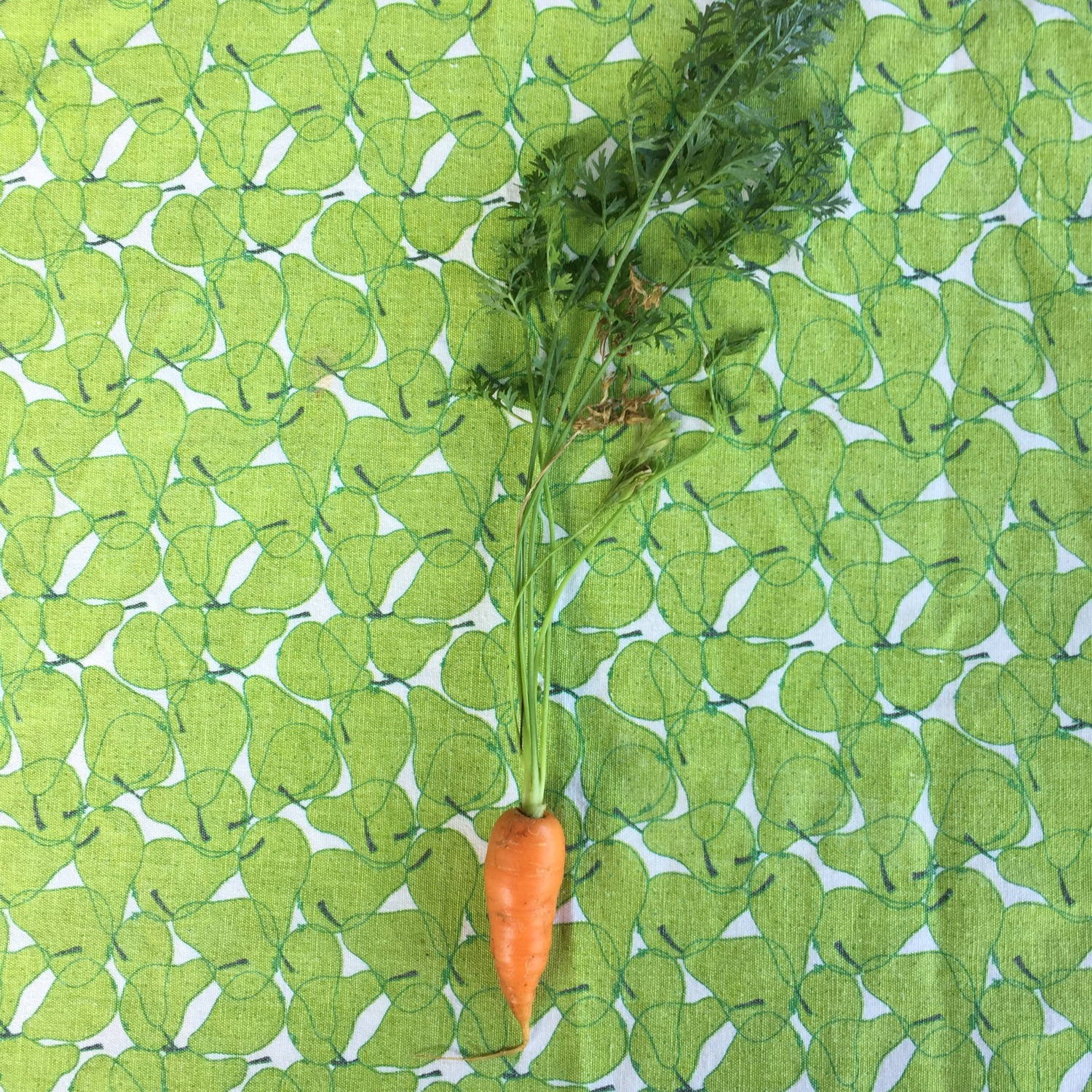The first carrot from our garden.
