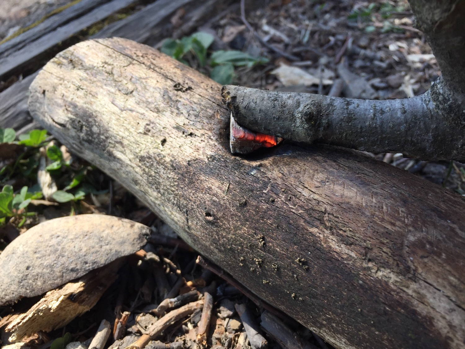 Trying to bore a hole – Primitive Technology like :-)
