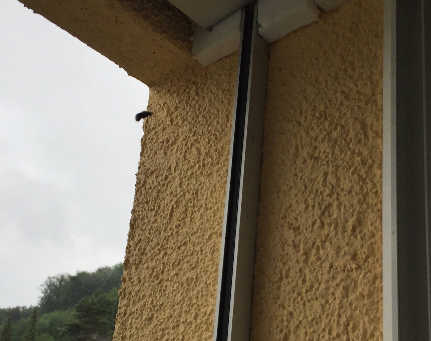 Bumblebee arriving at its home.
