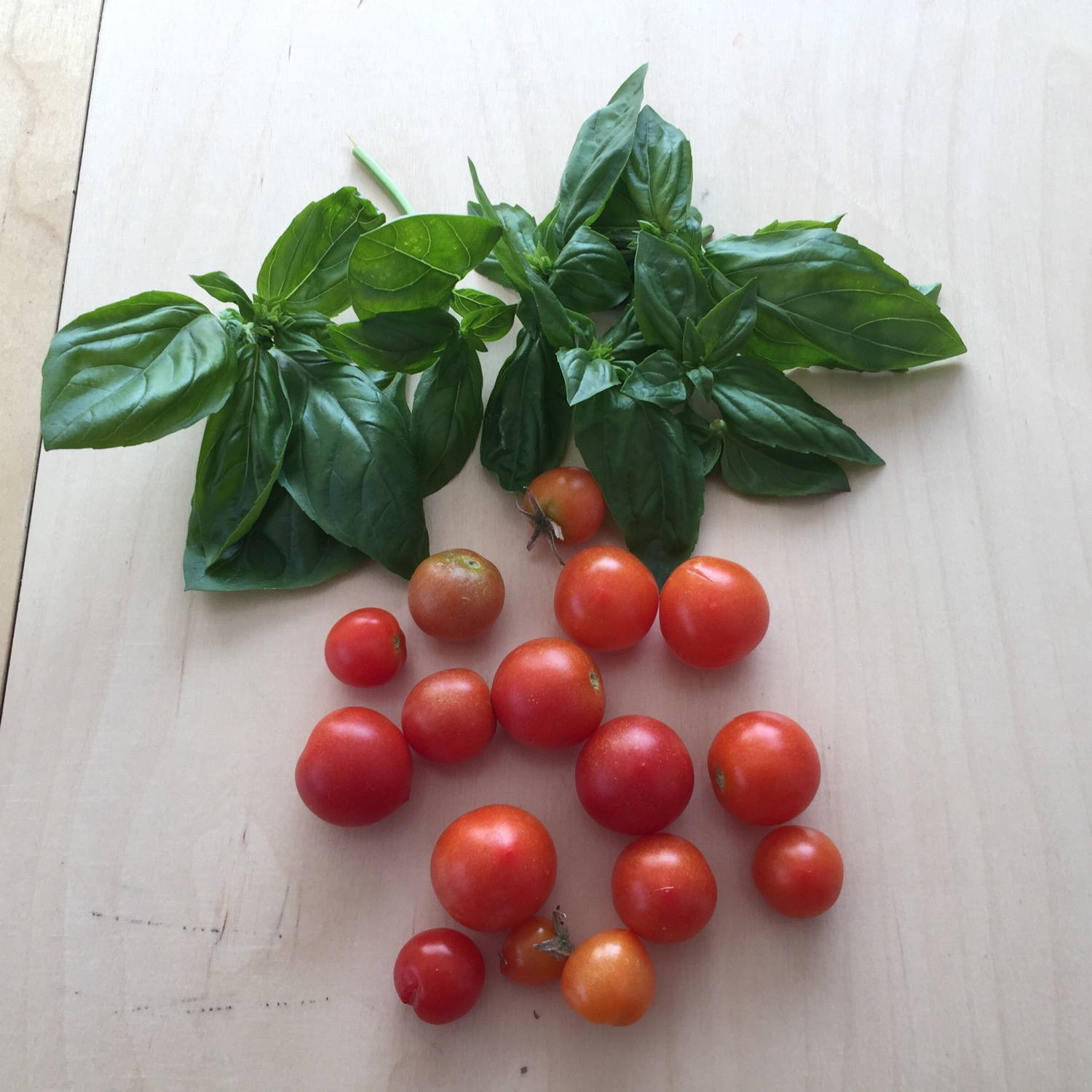 One of the last Tomatoes harvest of this year. I love having fresh Tomatoes for my lunch and some Basil as well.
