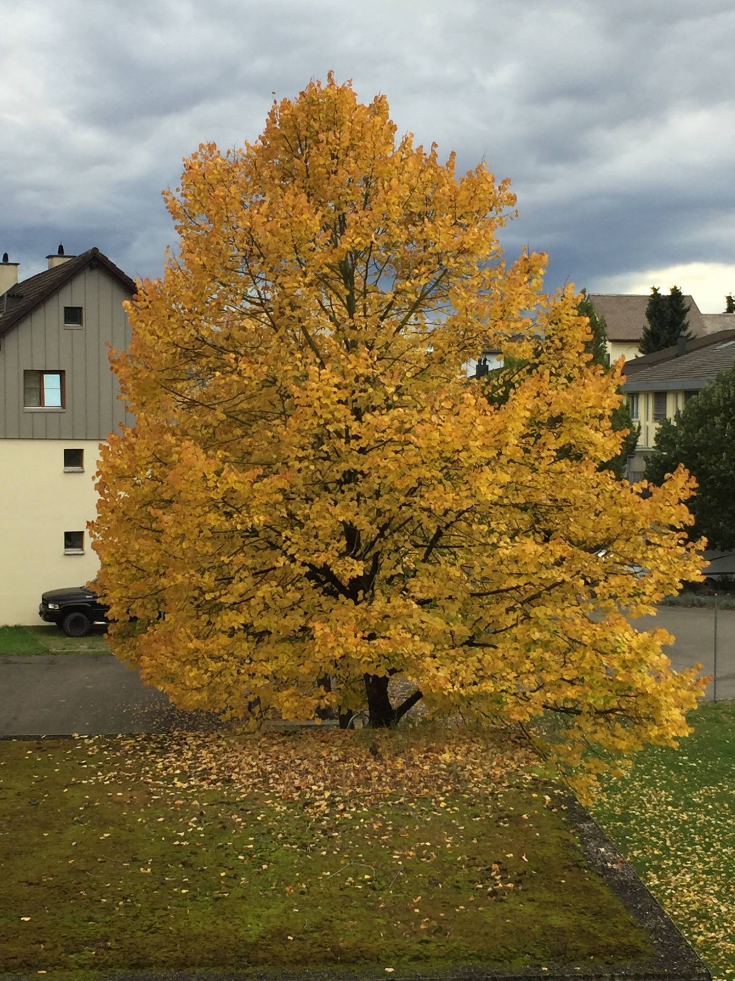 Nice autumn colors on the tree bevor my office window.
