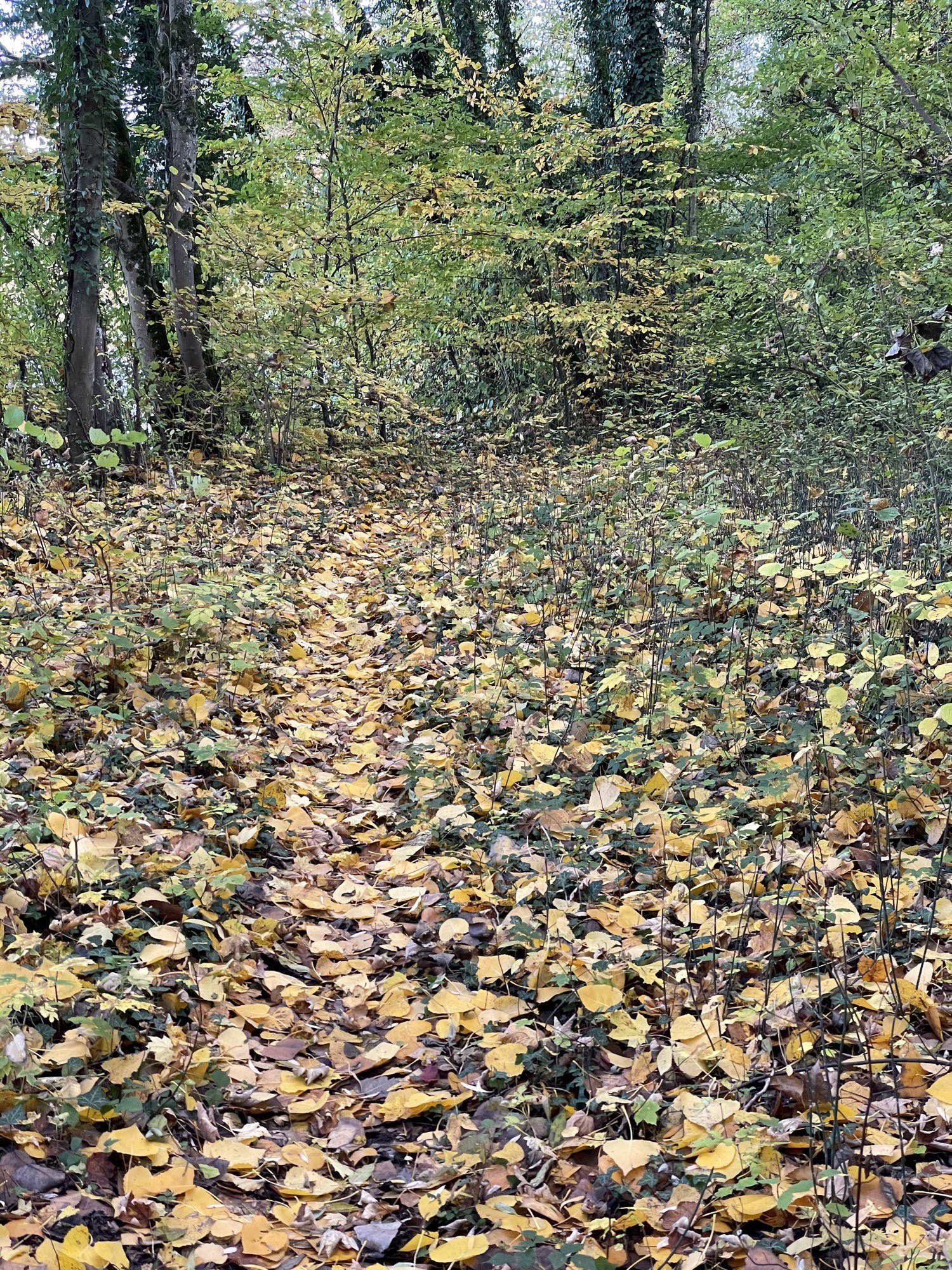 A path in the forest.
