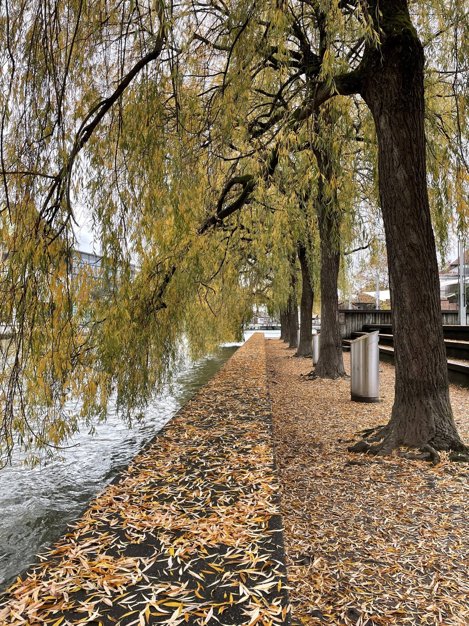 Trees next to a river in Thun.
