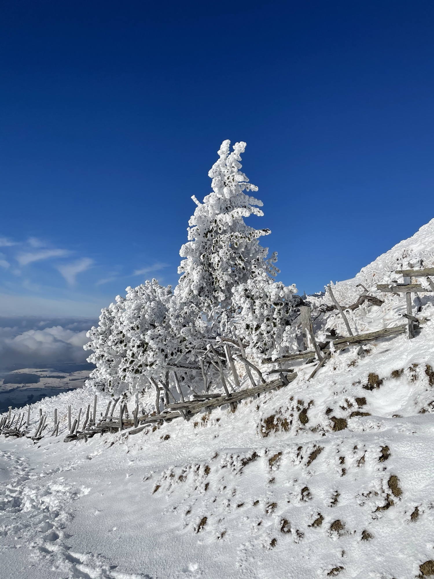 Tree covered in snow.
