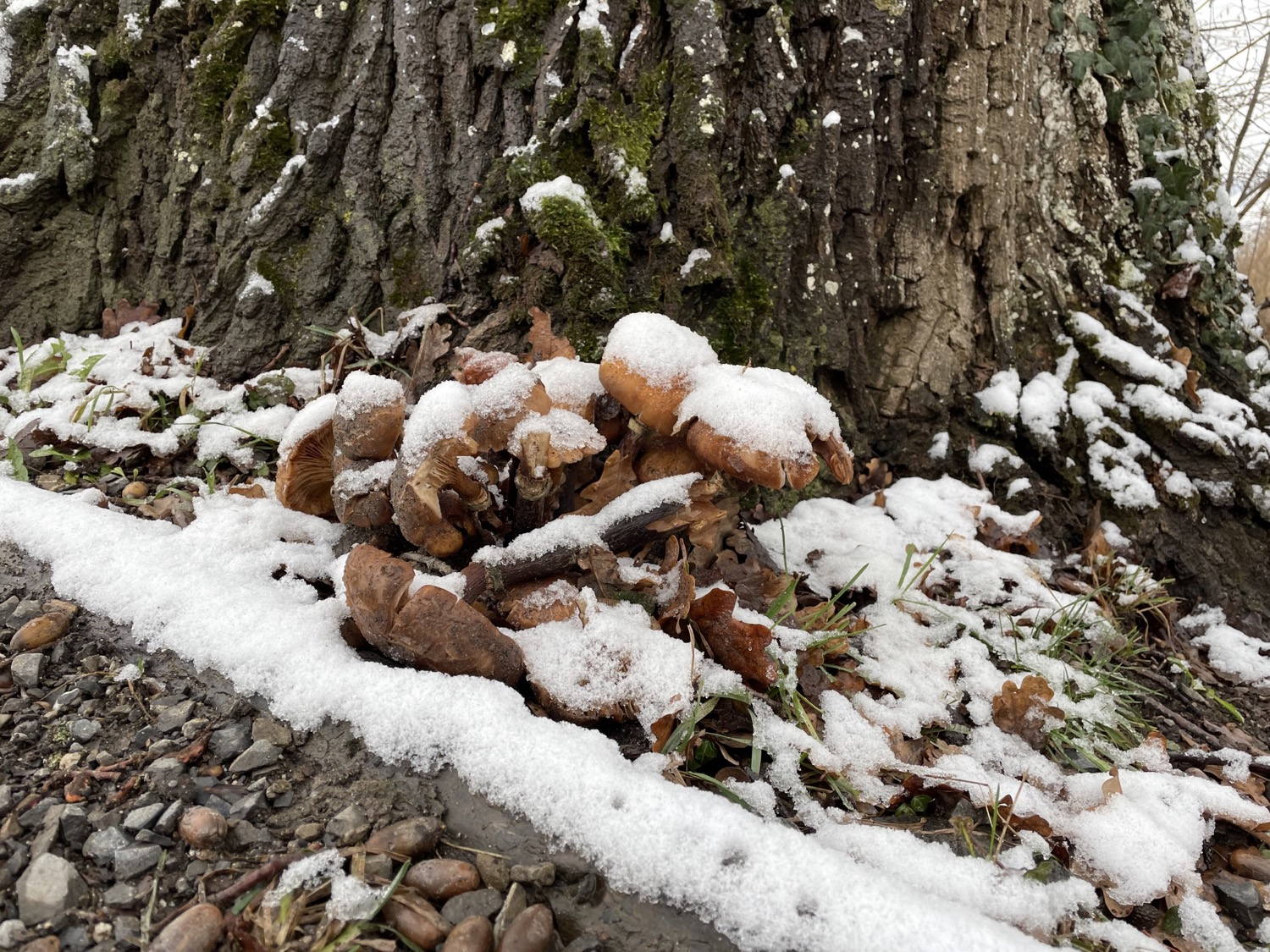Mushrooms under snow.
