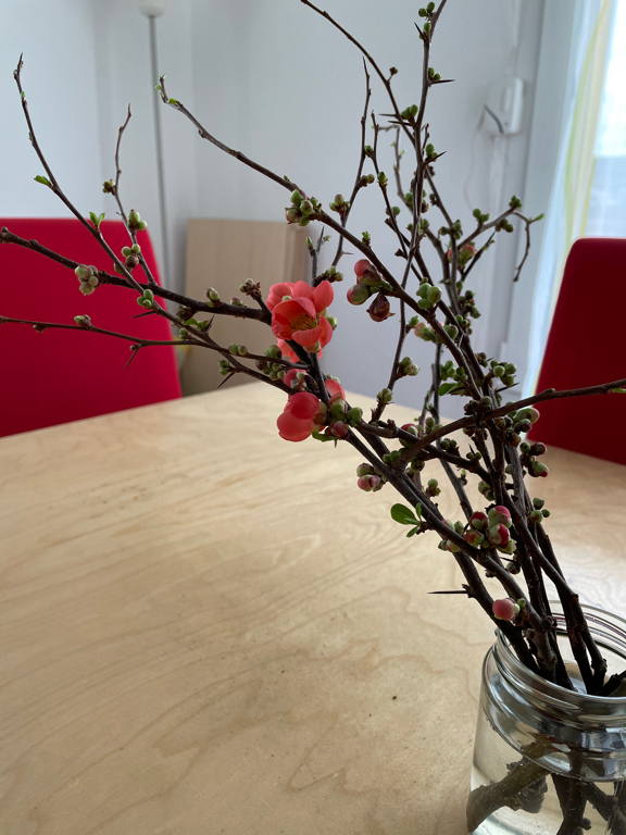 First signs of spring. Flowering branch of a small tree.

