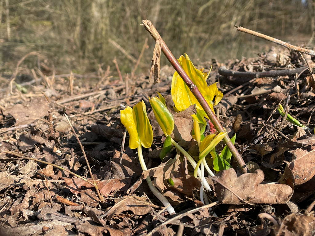 Signs of Spring. A random flower on the forest ground.
