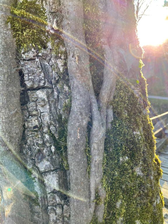 Tree ark in the sun.
