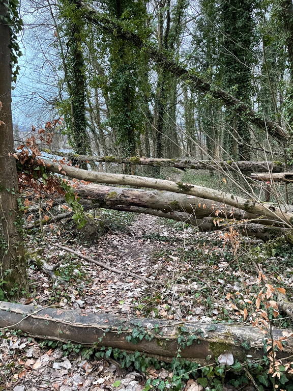 Obstacle course — fallen trees on the forest path.
