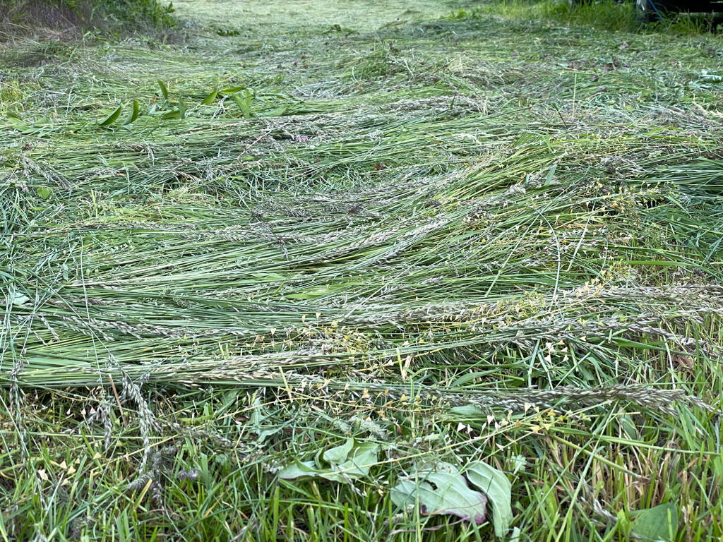 The smell of freshly cut grass makes me happy and content.
