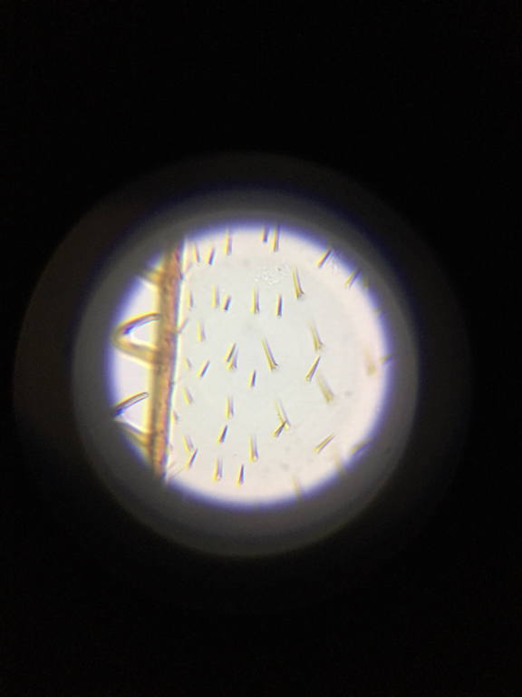 An image of a tree seed (I think) looked at through my daughter new microscope. Looks like I have some learning to do to help her prepare new samples :-)
