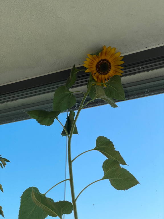 Our sunflower on the balcony is a bit of an overachiever.
