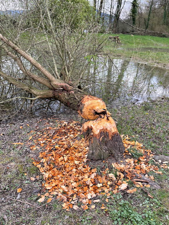 The beavers are not active here. A week ago, the tree was still standing (An image of a fallen tree next to a pond).
