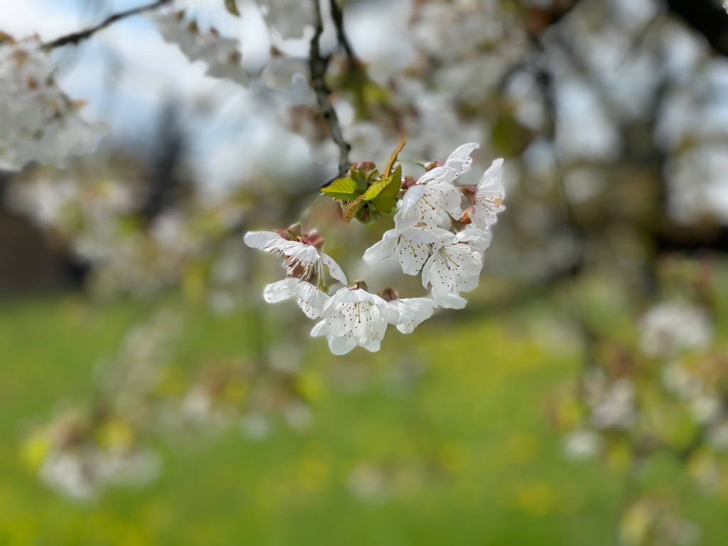 Coming back home after some days away, you start to notice how much greener the environment has gotten. Spring is here now.
