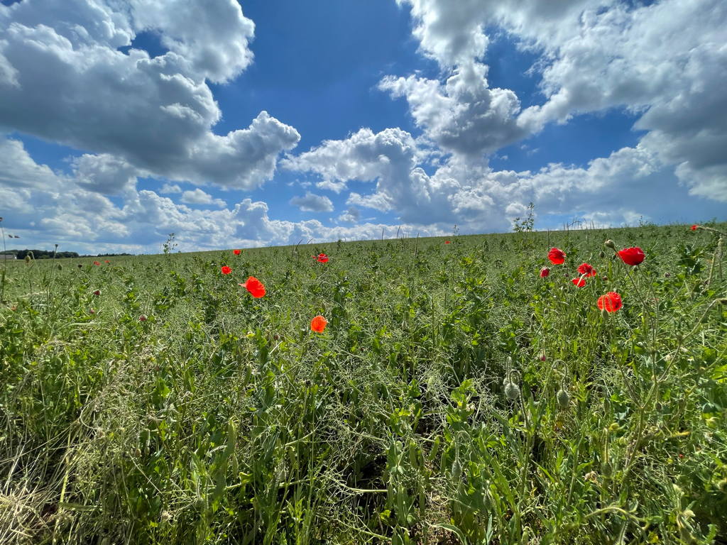 Countryside from our Sunday family walk. I like the clouds in the sky above the field.
