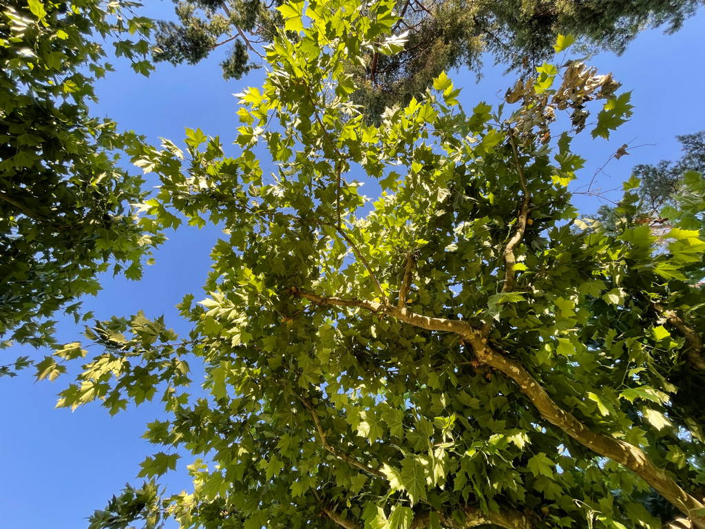It’s relaxing to lay beneath a tree and stare into the canapé.
