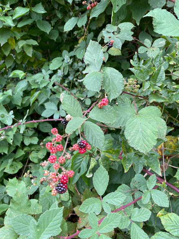Found some wild blackberries on our walk today. They are just st getting ripe.
