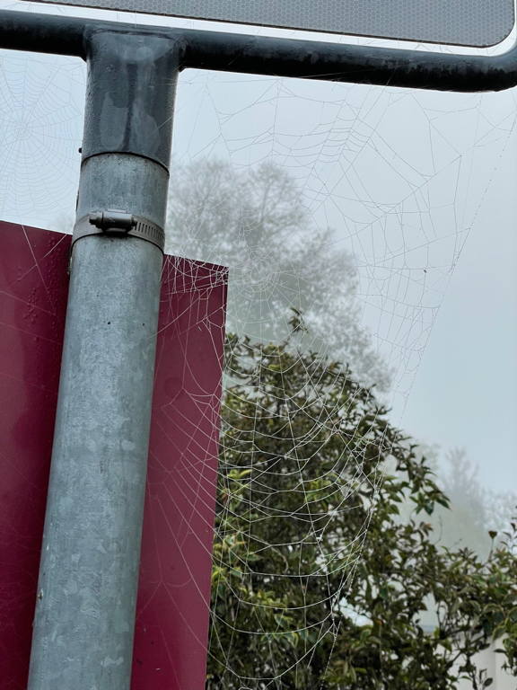 Spider web with water droplets
