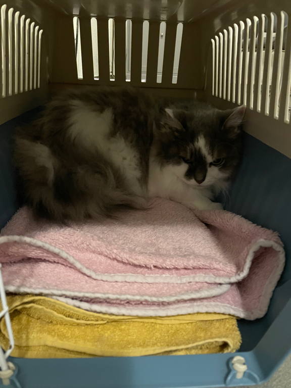 On the way to the vet with our neighbor&rsquo;s cat.
