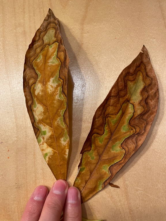 Two leaves from our avocado tree. I like the pattering of them. The coloration creates a layered effect, making it look like an oak leaf inside the actual leaf. (The image shows two discolored leaves with different brown tones and a wavy black outline between the colors).
