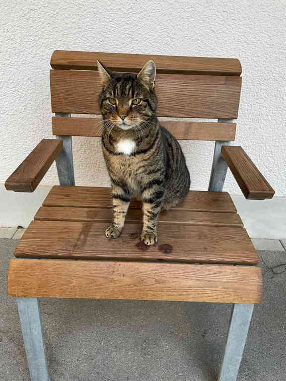 On the way to the swimming pool, I once again met this beauty.
I took a short break to pet the cat ;-)
