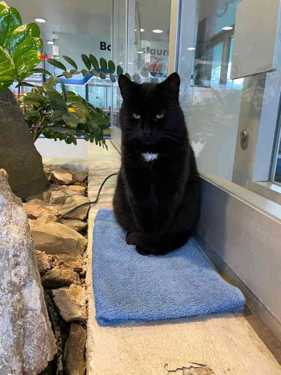 When you look at my swimming session form an athleticism point of view it was not successful. I only managed 14 Lanes. But on the other hand I managed to pet five cats on the way there and back!
I think that should also count somehow. The picture shows the pool cat, all black not happy about my petting.
