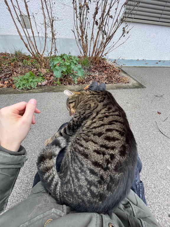 Success, I found the cat again and could convince it to sit on my lap. The only problem is that I should have been walking to the swimming pool and not petting cats. But priorities!
