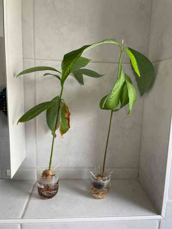 Photo Challenge Day 20 Our two youngest avocado trees – not a classical houseplant. Lovingly raised from the seed by my wife.
