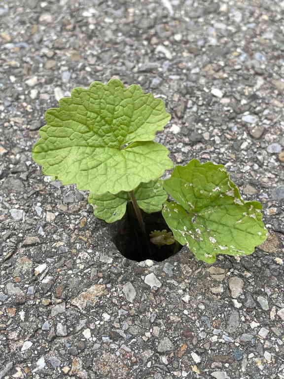 A small plant growing out of a hole in the pavement of the sidewalk.
