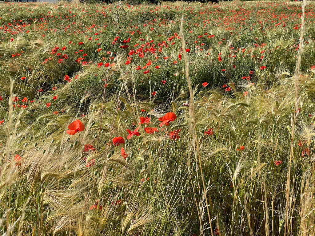 A field of wheat or barley with a lot of red poppy inside.
