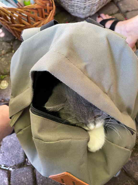 Spacy the kitten is inside my rucksack. One leg is looking out of the open top.