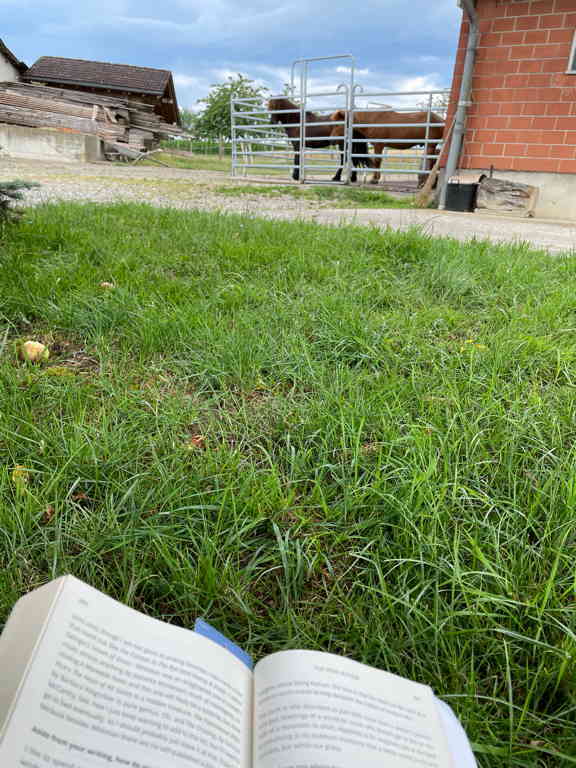 Wide shot of the paddock area with two horses in it. In the foreground, there is a hard lawn where I sit. At the bottom A part of my book is visible. 