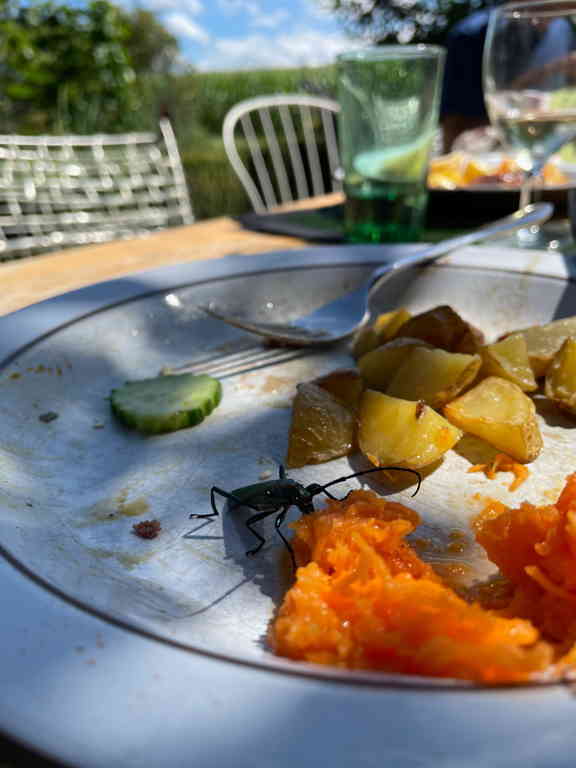 Close-up Of my platter with BBQ food and a big bug in it. The big eats from the carrot salad. I have no idea what type of bug it is. It has long feelers and long legs (both around 2-3cm) and the body is around 5cm. The color is black with metallic looking blues and greens.