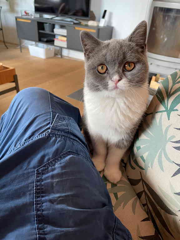 A zoomed-in picture of Spacy, my parents' young cat. Spacy is sitting on my chair on the right side of my leg. She has a grey head and white neck and front legs. She's looking curiously into the camera.