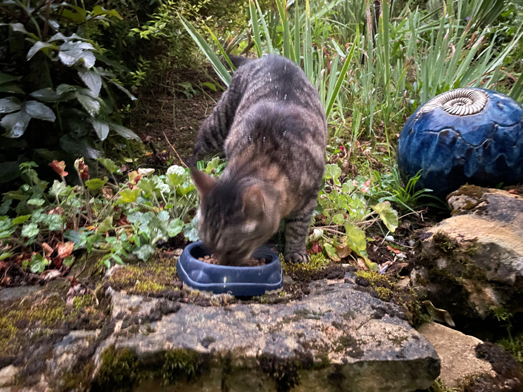 In the center Is a grey cat with some black spots. Eating from his bowl on a stone ledge in my parent's garden. 