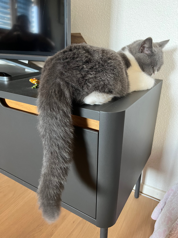 A image of our cat relaxing on the counter next to the TV