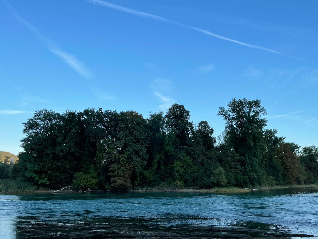 A wide shot of a small forest next to a river. In front of the forest there is a very small beach.