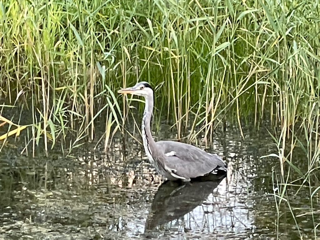 A zoomed-in picture of a grey heron in a natural pond. In the background there is some reed.