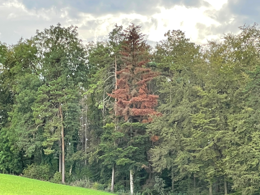 A zoomed-in picture of a forest with multiple tree types. One tree in the middle has brown leaves. The rest is still green.