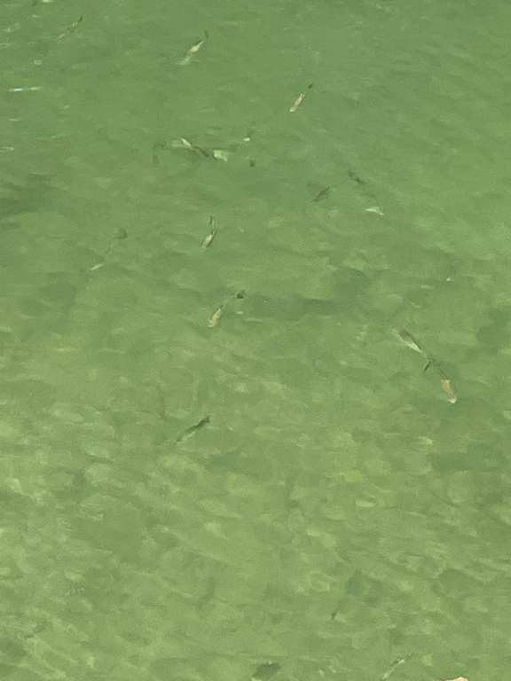 A close-up of fish in the river next to where I live. It is the first time that I've seen them there. There are a whole swarm of them, ranging in size from 8 to 15cm. The water is crustal clear with a slight green tint. 