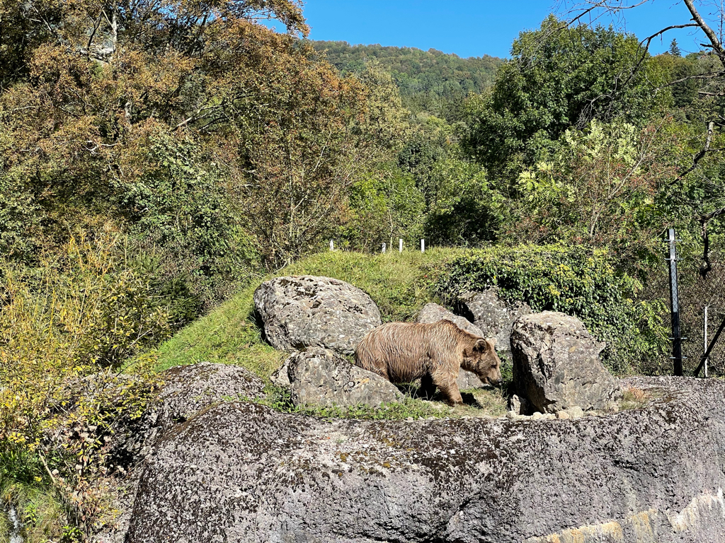 Bear eating lunch on top of a rock. The food was hidden an the bear is searching for it with his paw. 