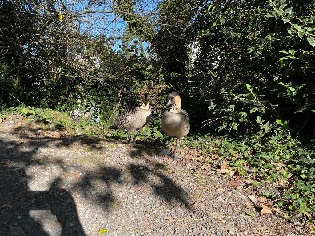 Two ducks next to a pond.