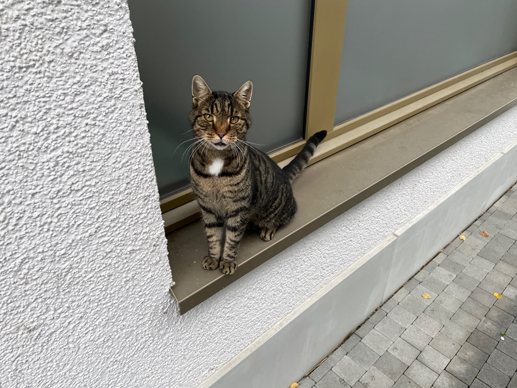 A cat sitting in front of a window. Looking hopeful at me.